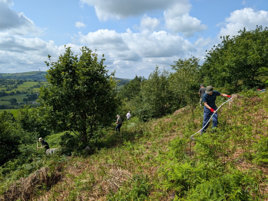 Volunteers clearing bracken at Tegg's Nose Country Park