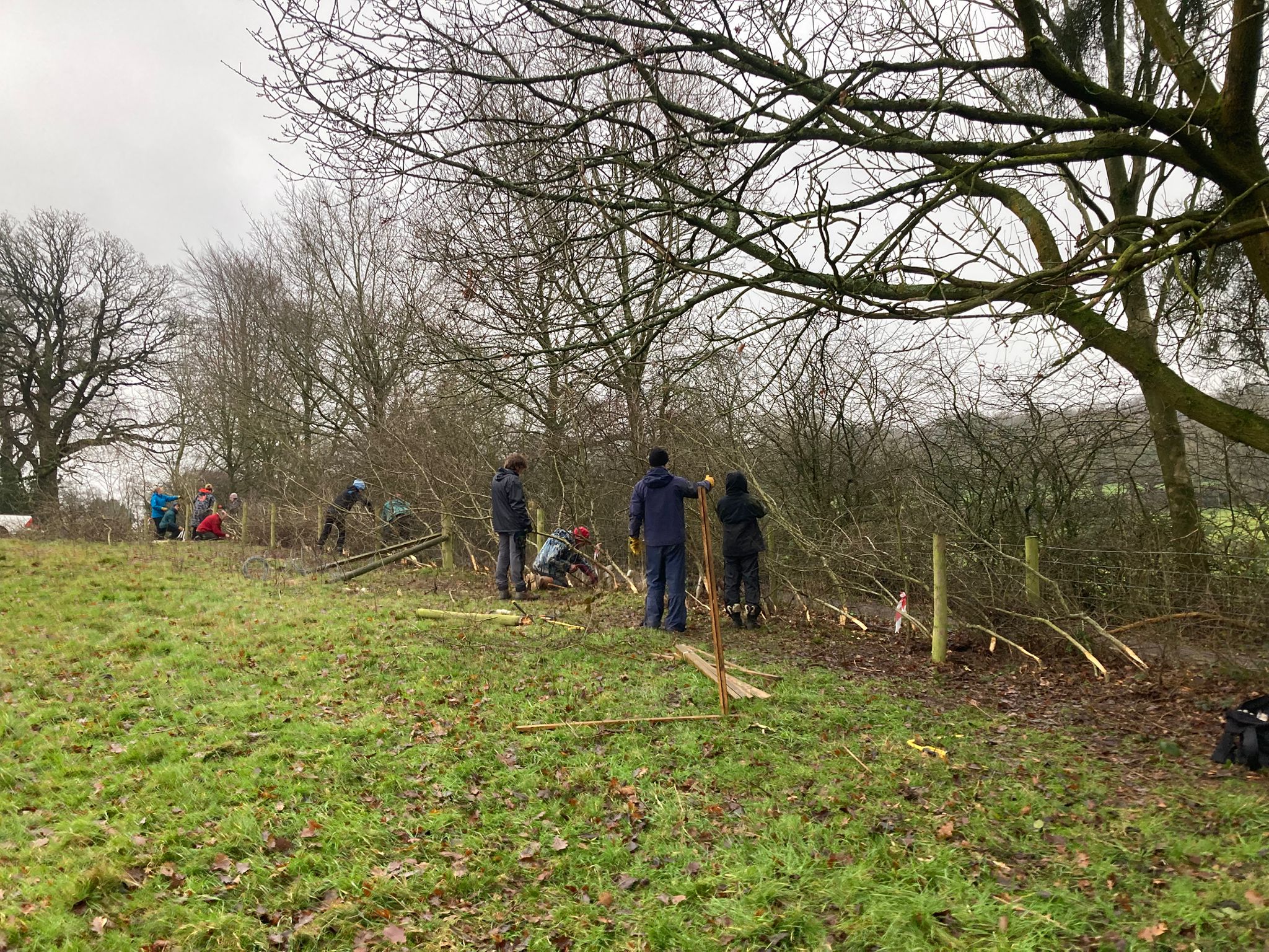 Volunteers hedgelaying