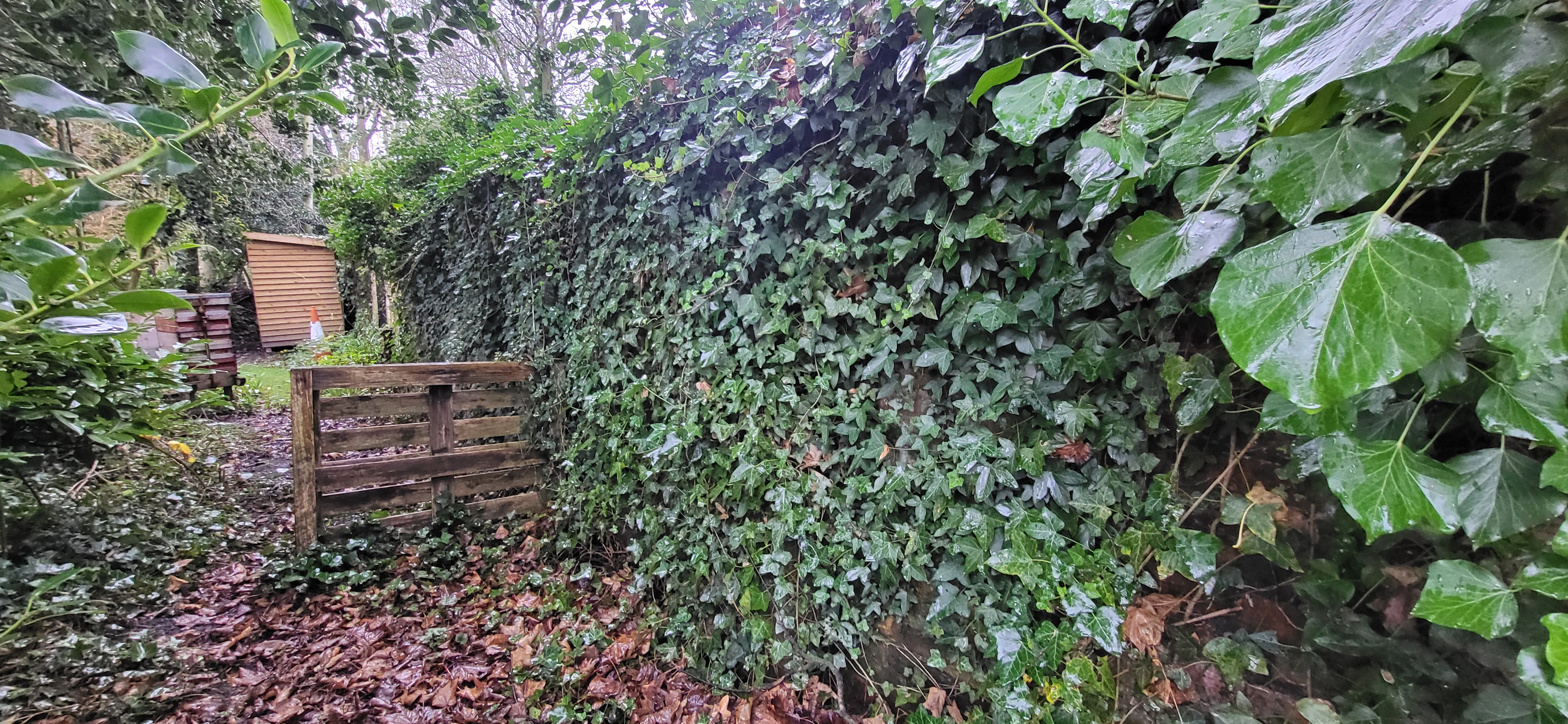 Wall before clearing