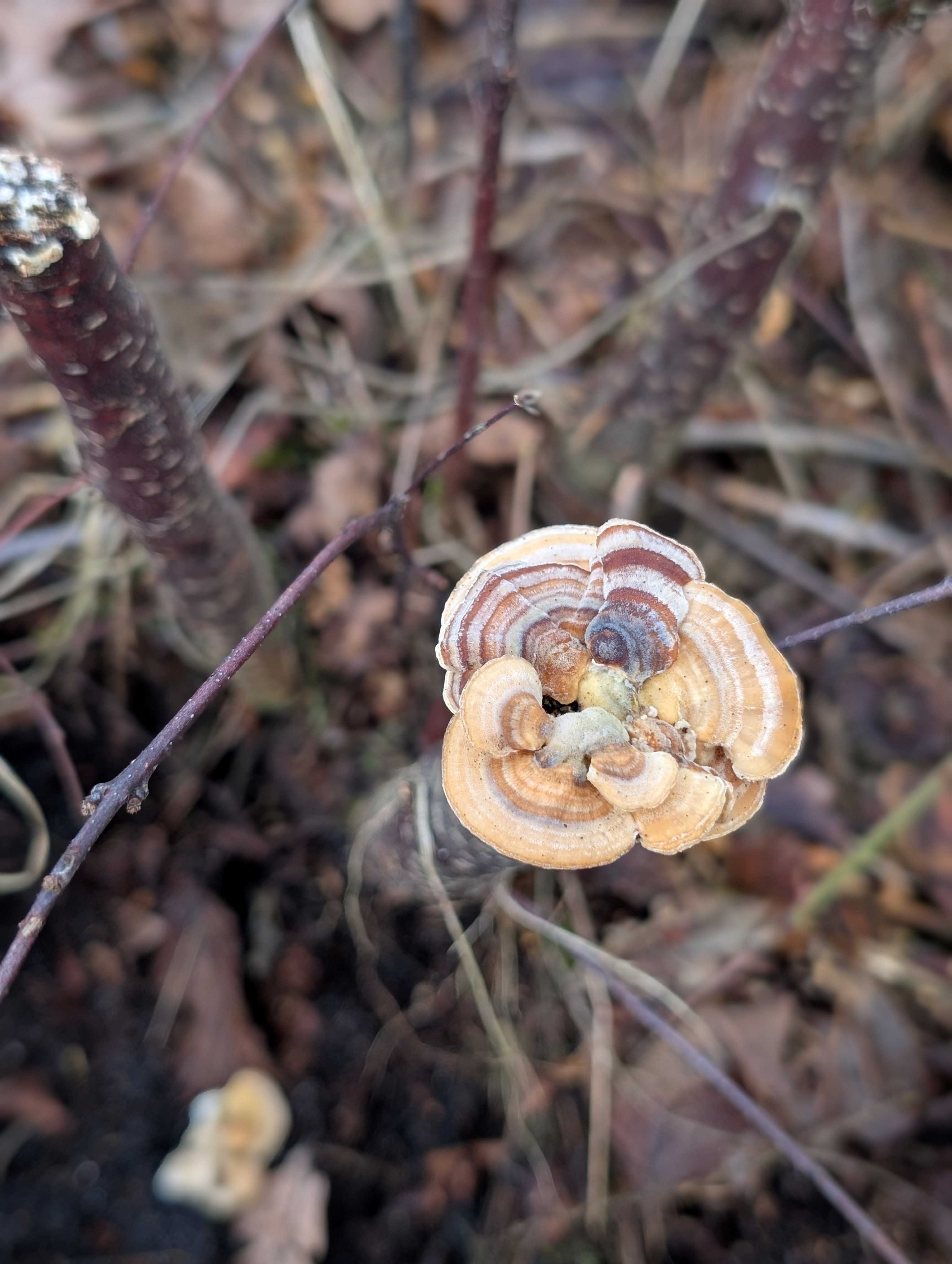Conservation volunteers on Lindow Common