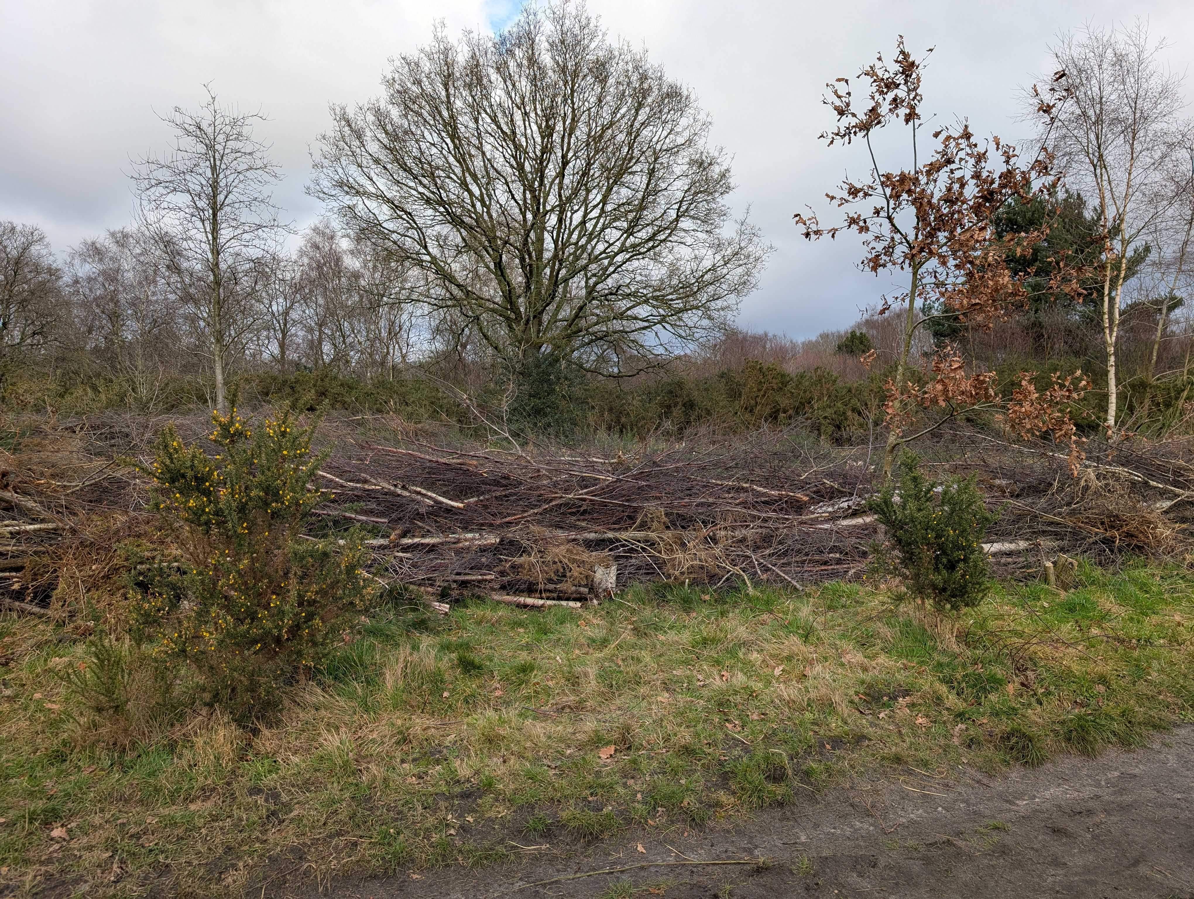 Conservation volunteers on Lindow Common