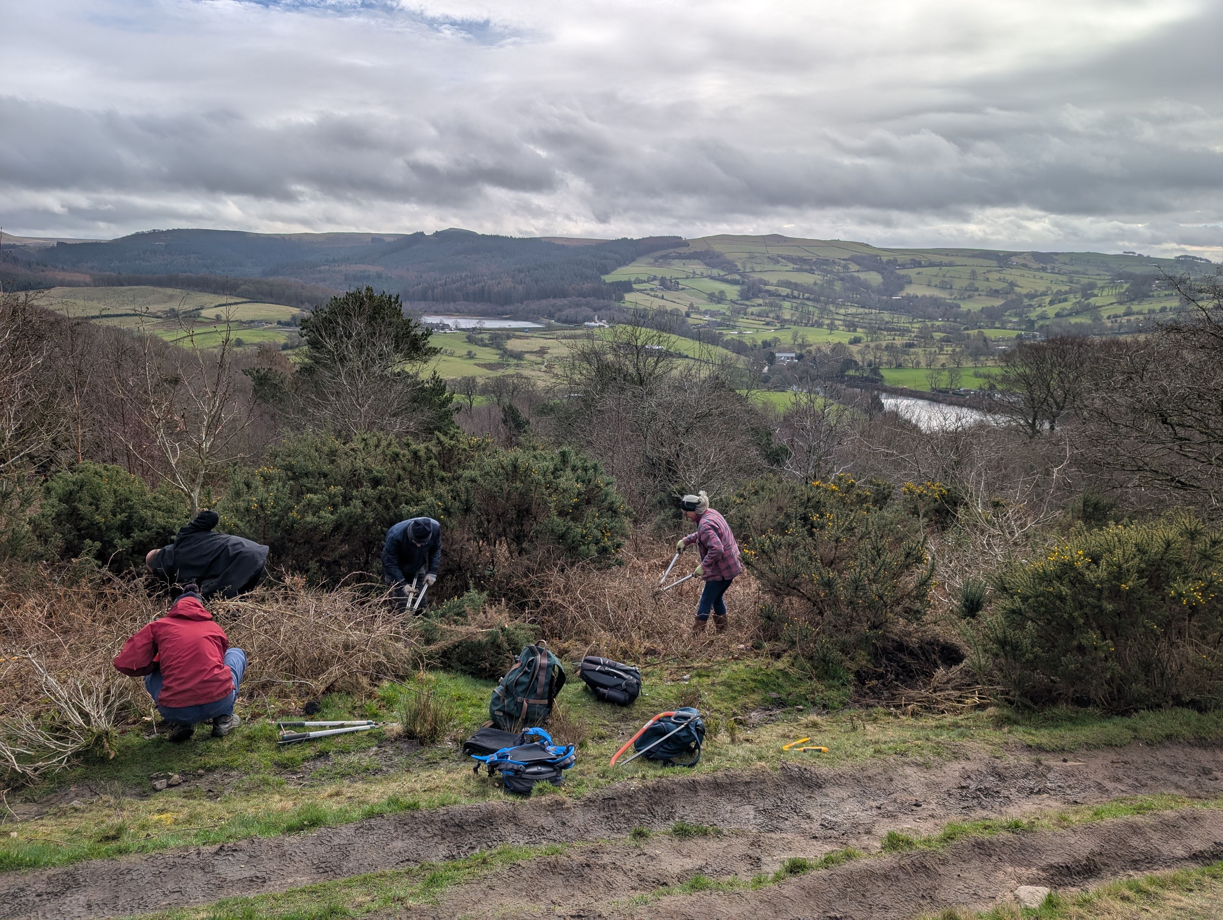 Volunteers at work on the heathland