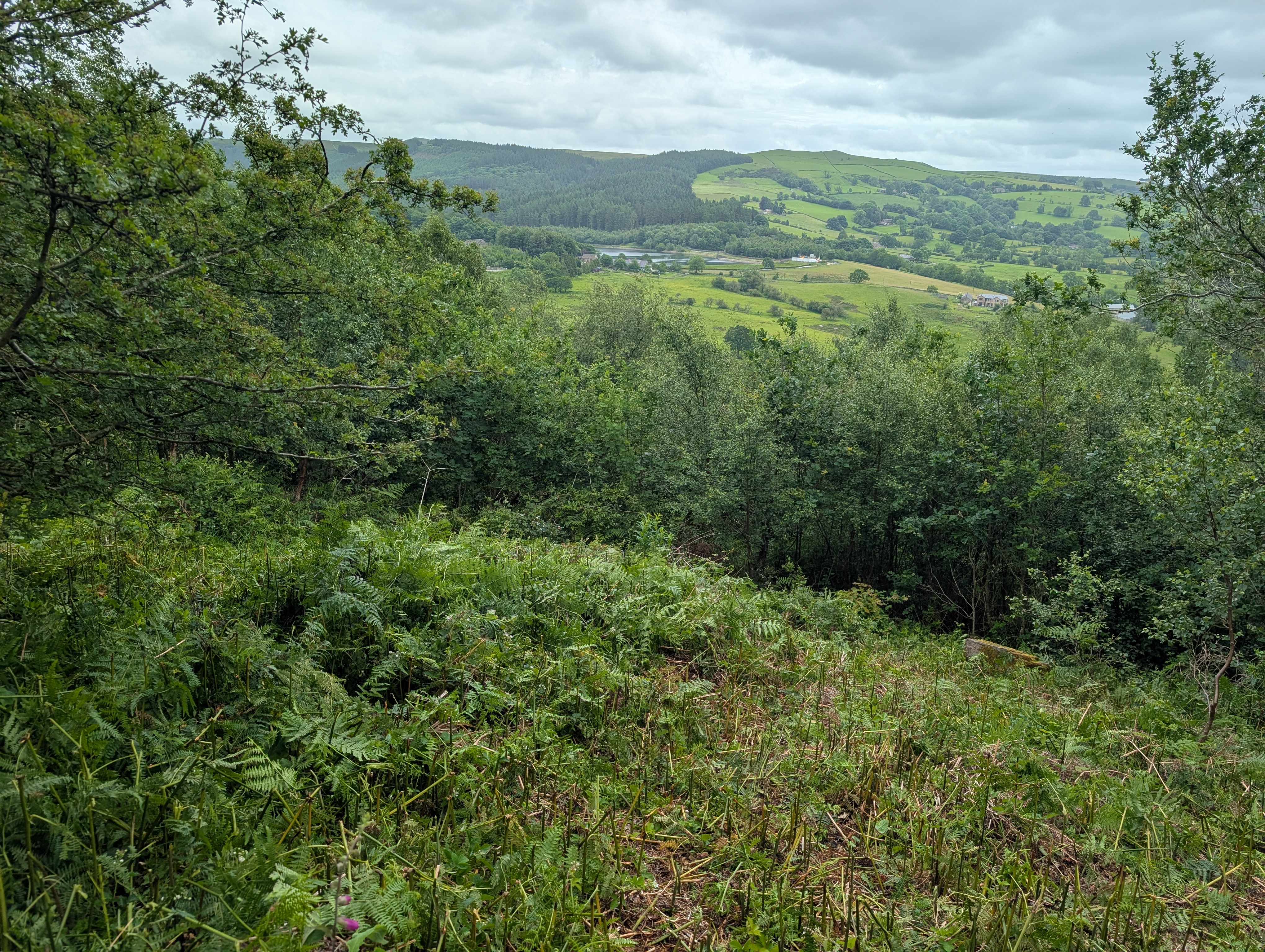 Bracken after bashing