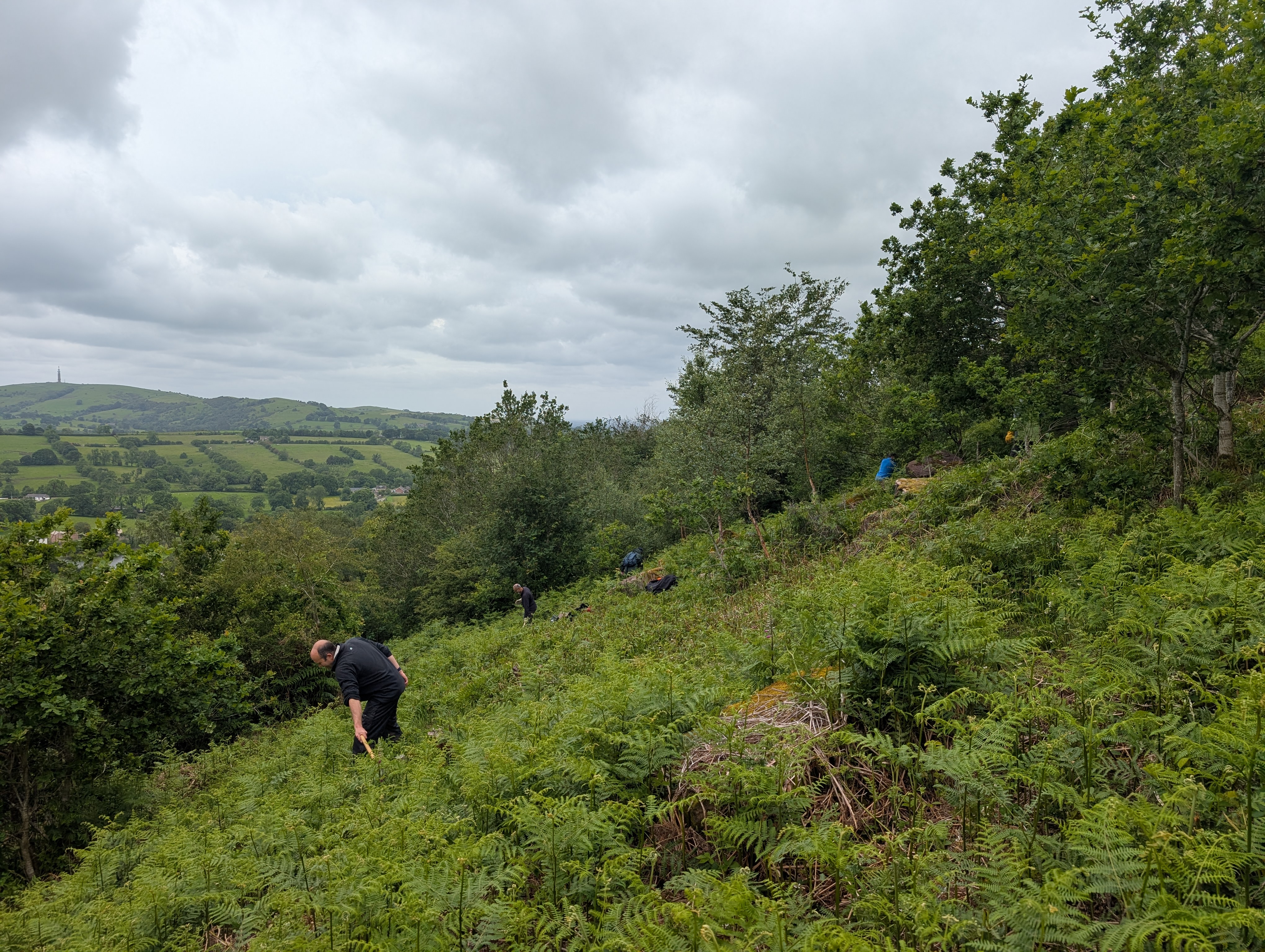 Volunteers bashing bracken